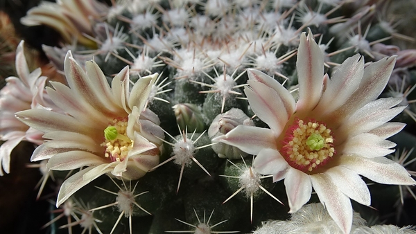 DSC04571Mammillaria heyderi v. hemisphaerica