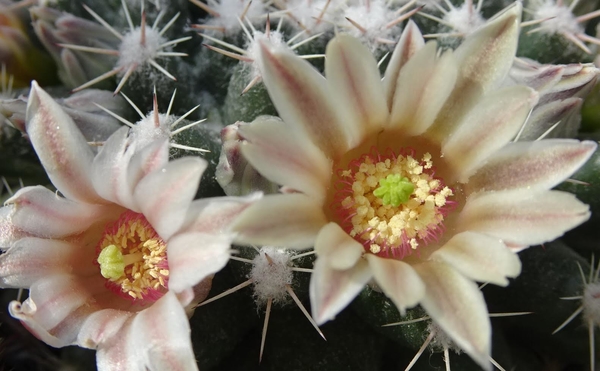 DSC04572Mammillaria heyderi v. hemisphaerica