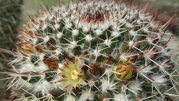 DSC04575Mammillaria karwinskiana ssp. karwinskiana