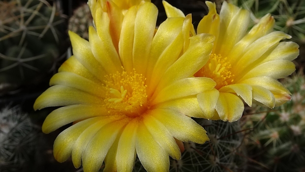 DSC04577Thelocactus conothelos v. aurantiacus