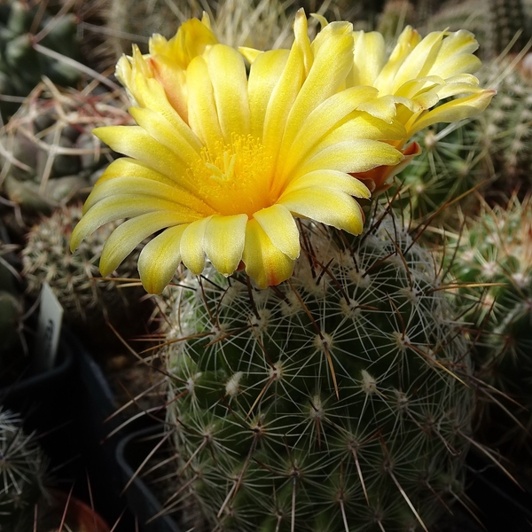 DSC04579Thelocactus conothelos v. aurantiacus