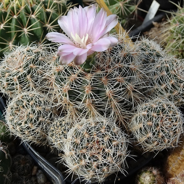 DSC04580Gymnocalycium bruchii ssp. lafaldense