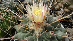 DSC04632Thelocactus rinconensis 