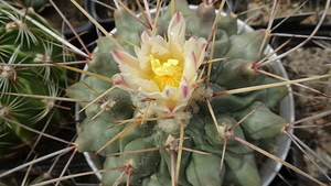 DSC04633Thelocactus rinconensis 