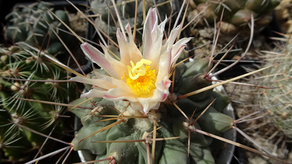 Thelocactus rinconensis