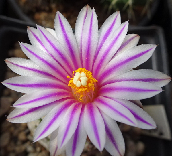 Turbinicarpus valdezianus