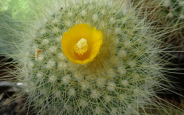 Parodia chrysacanthion