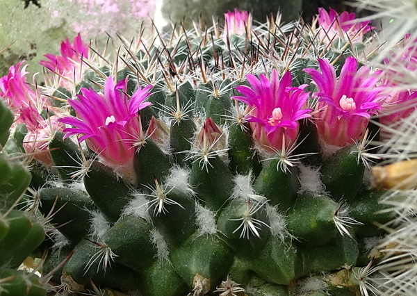 Mammillaria chionocephala