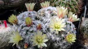 DSC04681Mammillaria crinita ssp. duweii