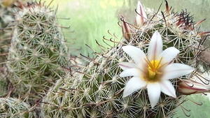 DSC04682Mammillaria hutchisoniana ssp. louisae