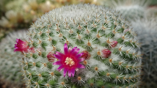 DSC04686Mammillaria haageana