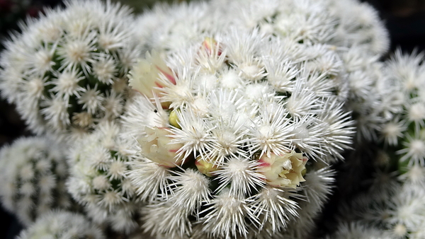 DSC04687Mammillaria vetula ssp. gracilis cv Arizona Snow Cap