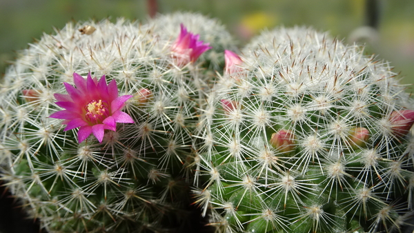 DSC04693Mammillaria albilanata