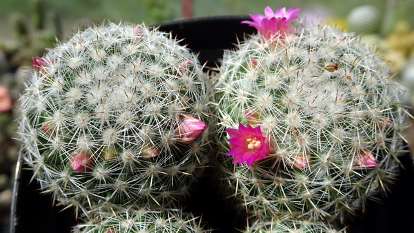 DSC04694Mammillaria albilanata