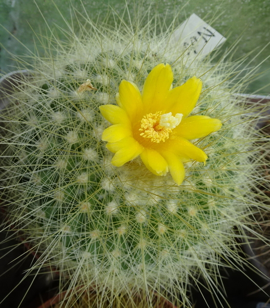 DSC04698Parodia chrysacanthion