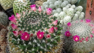 DSC04700Mammillaria woodsii