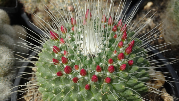 DSC04701Mammillaria spinosissima 'Un pico'