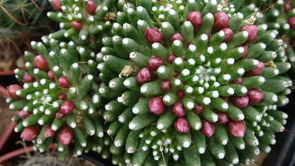 DSC04702Mammillaria painteri monstruosa