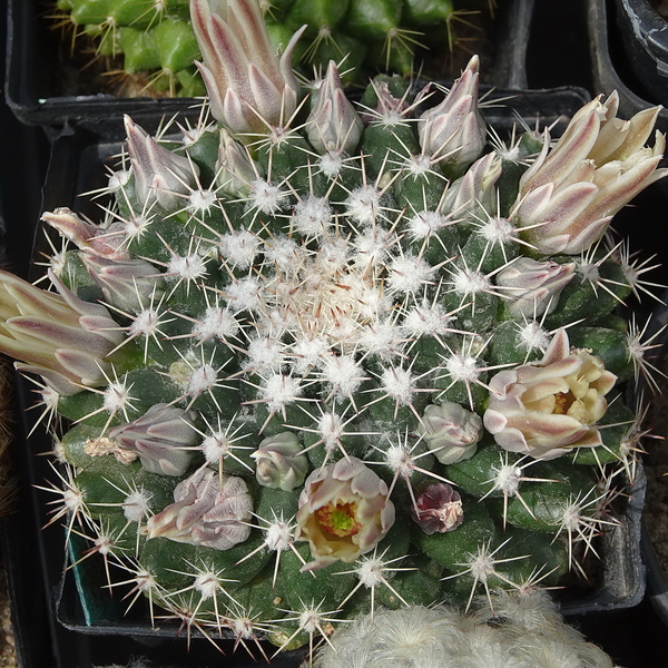 DSC04703Mammillaria heyderi v. hemisphaerica