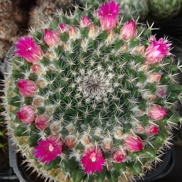 DSC04707Mammillaria woodsii