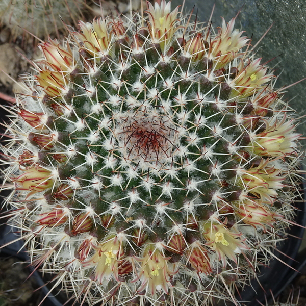 DSC04708Mammillaria karwinskiana ssp. karwinskiana