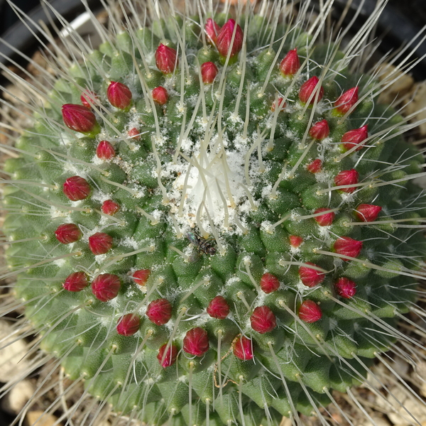 DSC04709Mammillaria spinosissima 'Un pico'