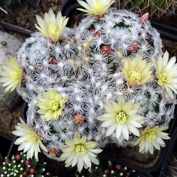 DSC04710Mammillaria crinita ssp. duweii