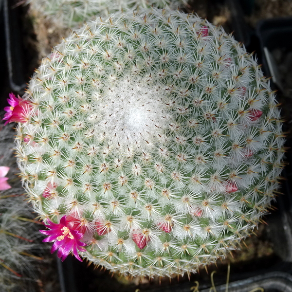 DSC04712Mammillaria haageana