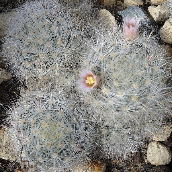 DSC04715Mammillaria glassii