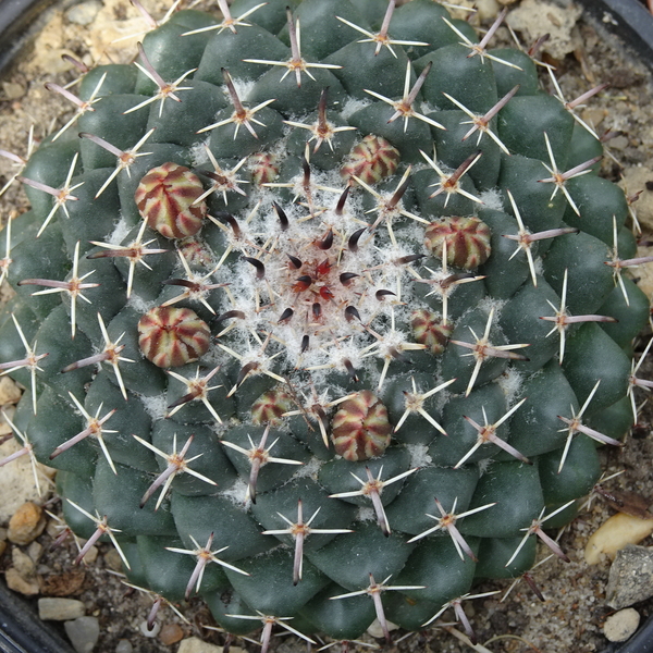 DSC04717Mammillaria uncinata GM 1025