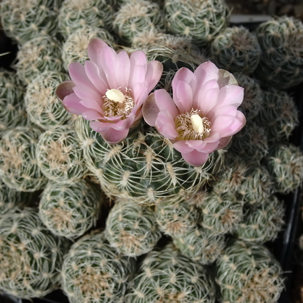 DSC04718Gymnocalycium bruchii ssp. niveum LF90 Las Tres Cascadas