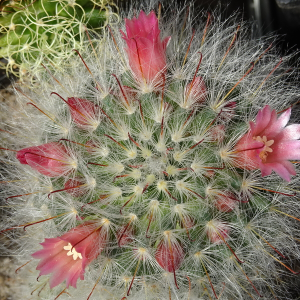 DSC04721Mammillaria bocasana v. roseiflora