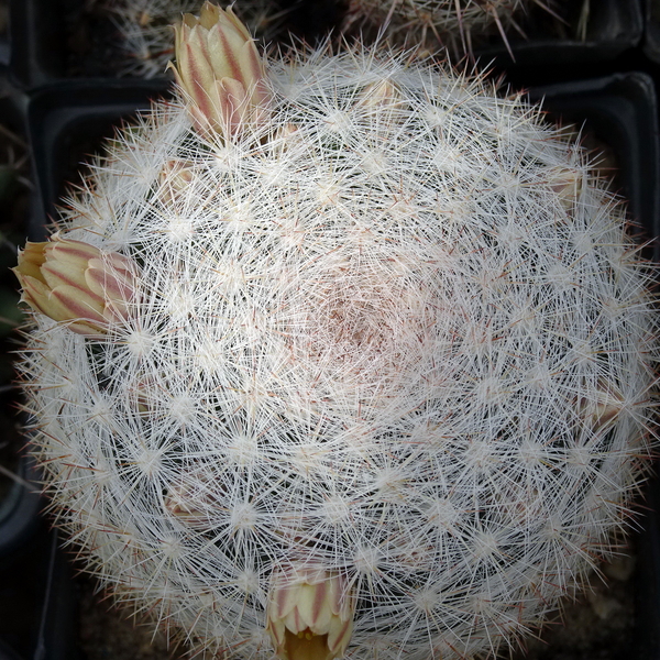 DSC04722Mammillaria candida