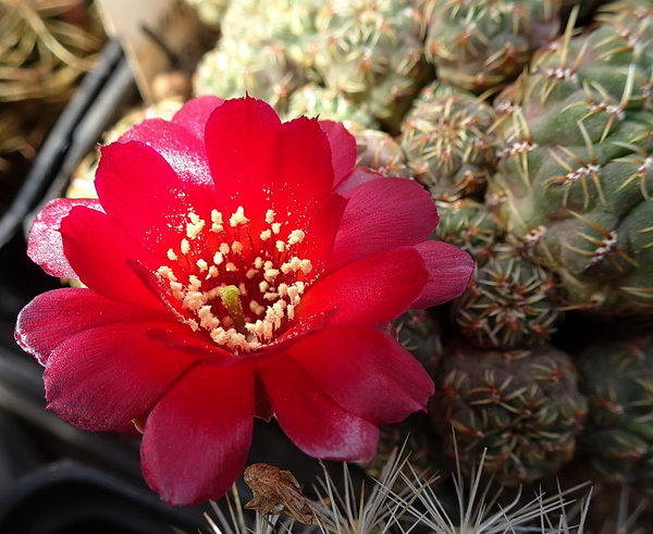 DSC04724Sulcorebutia pasopayana LH1124