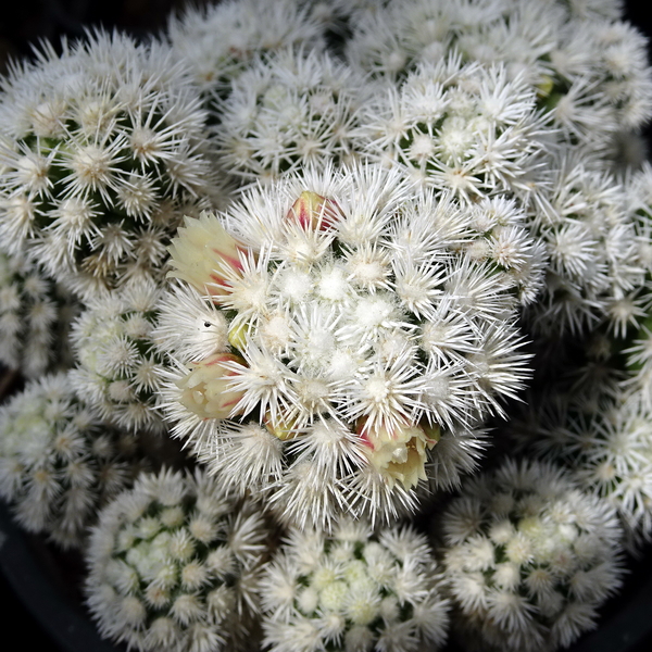 DSC04726Mammillaria vetula ssp. gracilis cv Arizona Snow Cap