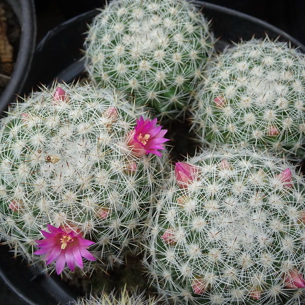 DSC04727Mammillaria albilanata