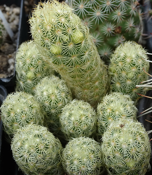 DSC04728Mammillaria elongata sp. elongata