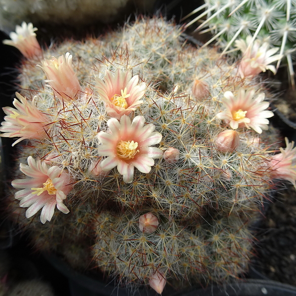 DSC04747Mammillaria prolifera