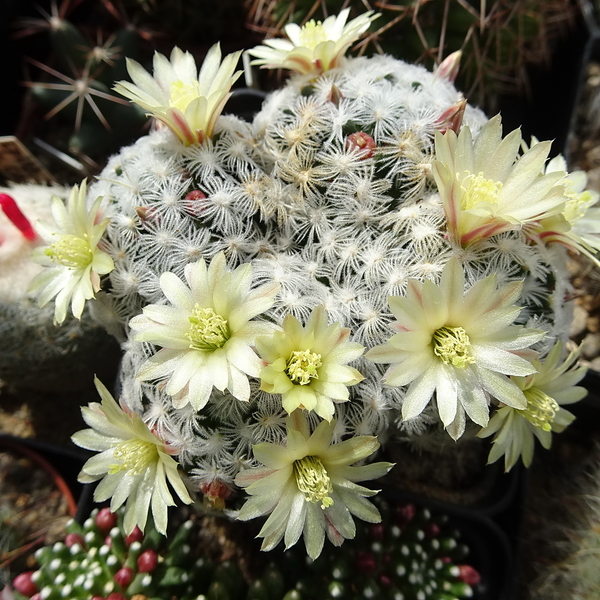 DSC04748Mammillaria crinita ssp. duweii