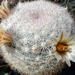 DSC04750Mammillaria candida