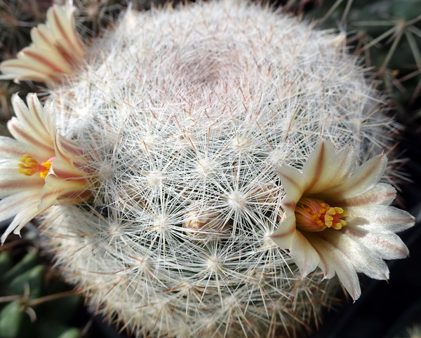 DSC04750Mammillaria candida