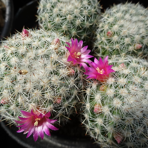 DSC04749Mammillaria albilanata