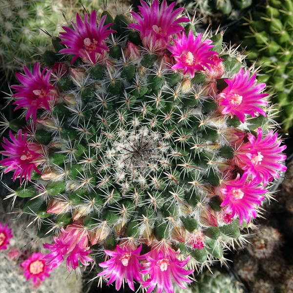 DSC04751Mammillaria woodsii