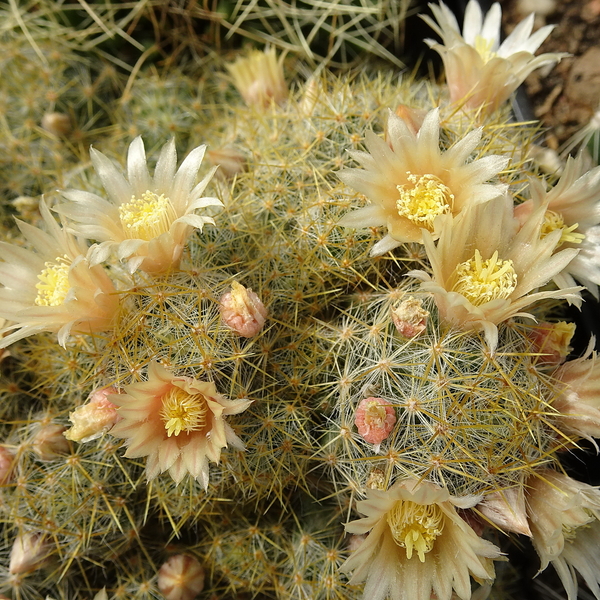 DSC04753Mammillaria prolifera ssp haitiensis