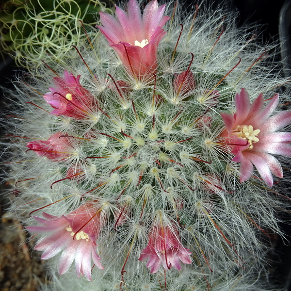 DSC04754Mammillaria bocasana v. roseiflora