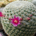 DSC04755Mammillaria haageana