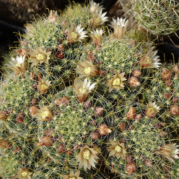 DSC04756Mammillaria crinita ssp. wildii