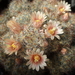 DSC04759Mammillaria prolifera