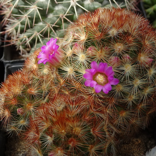 DSC04798Mammillaria carmenae rubrispina