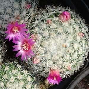 DSC04801Mammillaria albilanata